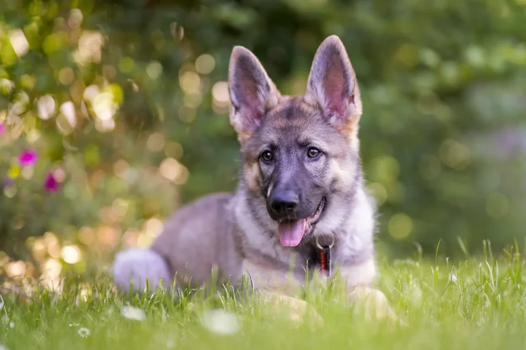 Dog Sitting Cardiff